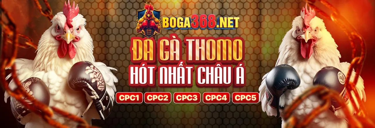 Đá gà trực tuyến kịch tính tại OKVIP WIN